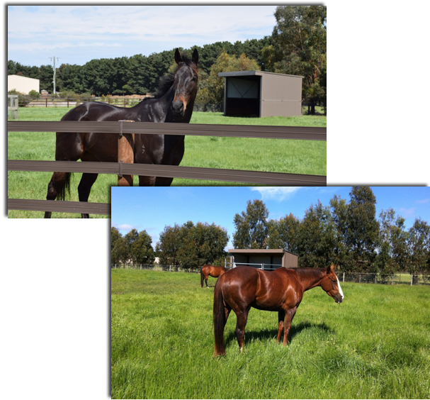 THE PROPERTY Bellarine Peninsula Thoroughbred Agistment Park
