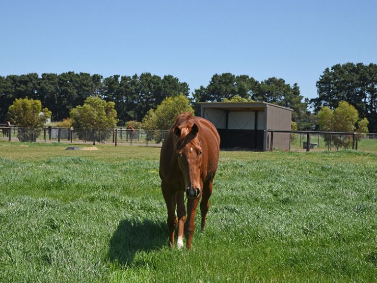 THE PROPERTY Bellarine Peninsula Thoroughbred Agistment Park