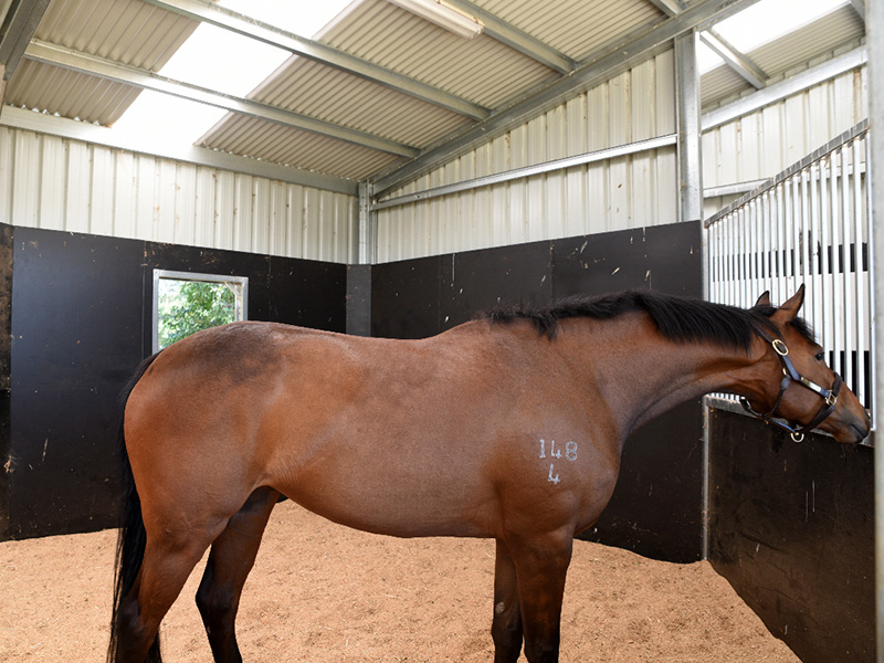 5.4m x 7.2m Rubber floor with shaving, window overlooking paddocks, removable front grill. Horses settle easily in this roomy stable